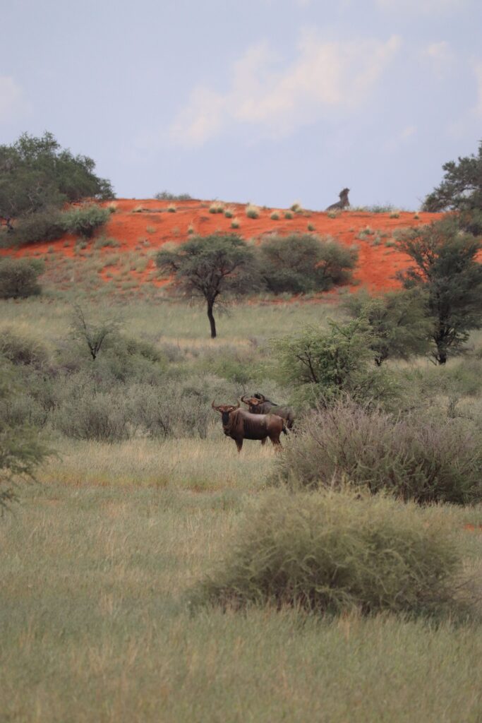 gnous kalahari