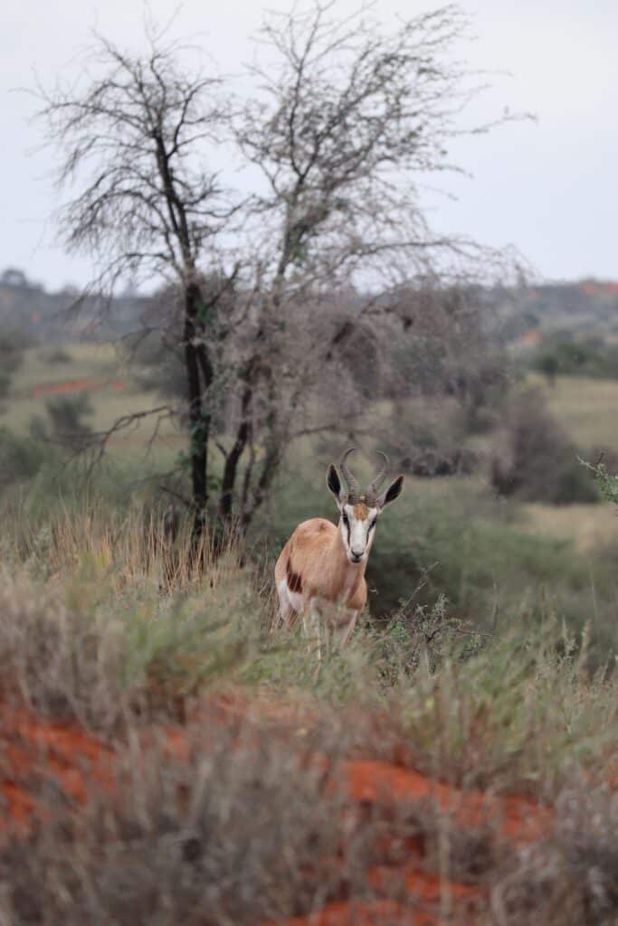 springbok Namibie kalahari