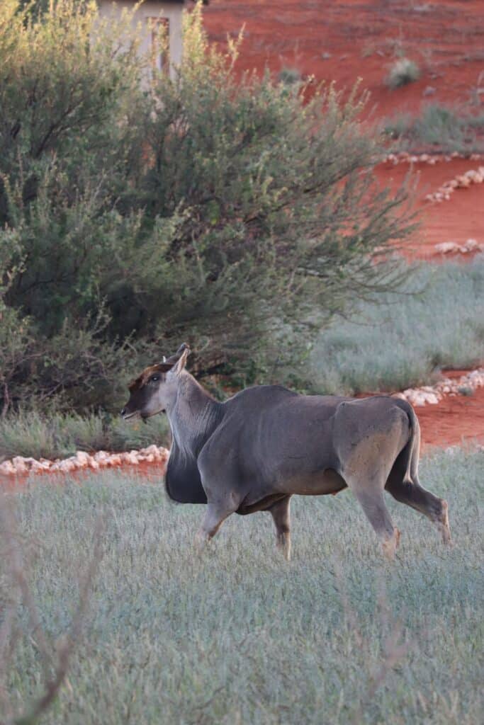 elan du cap namibie