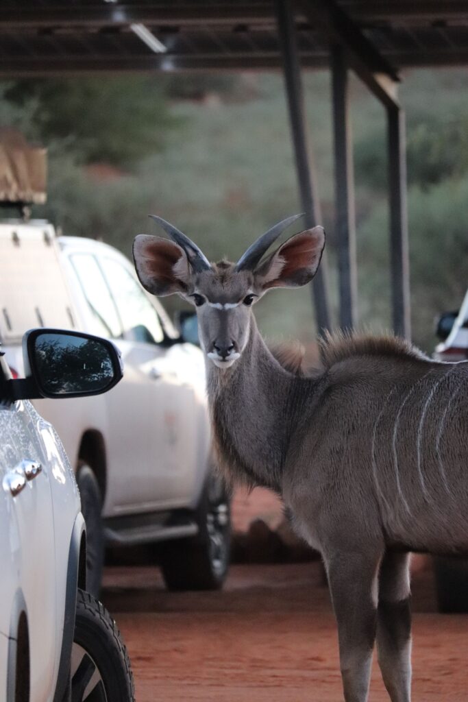 doudou kalahari