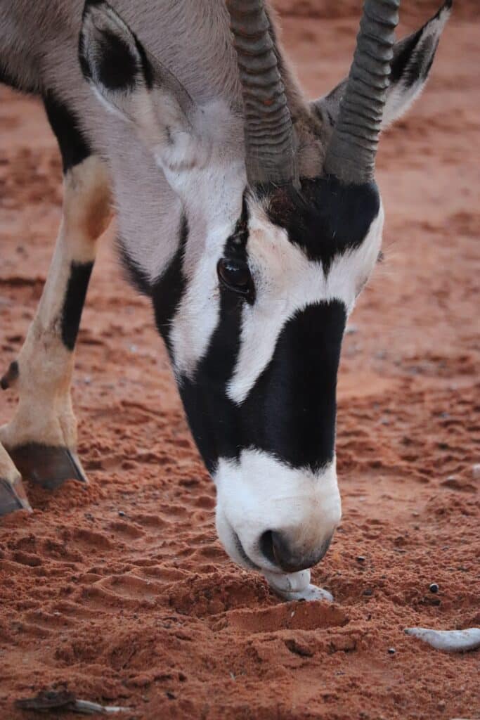 oryx namibie