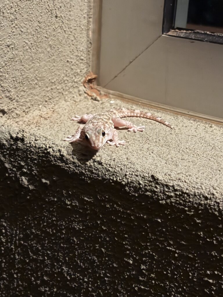gecko namibie