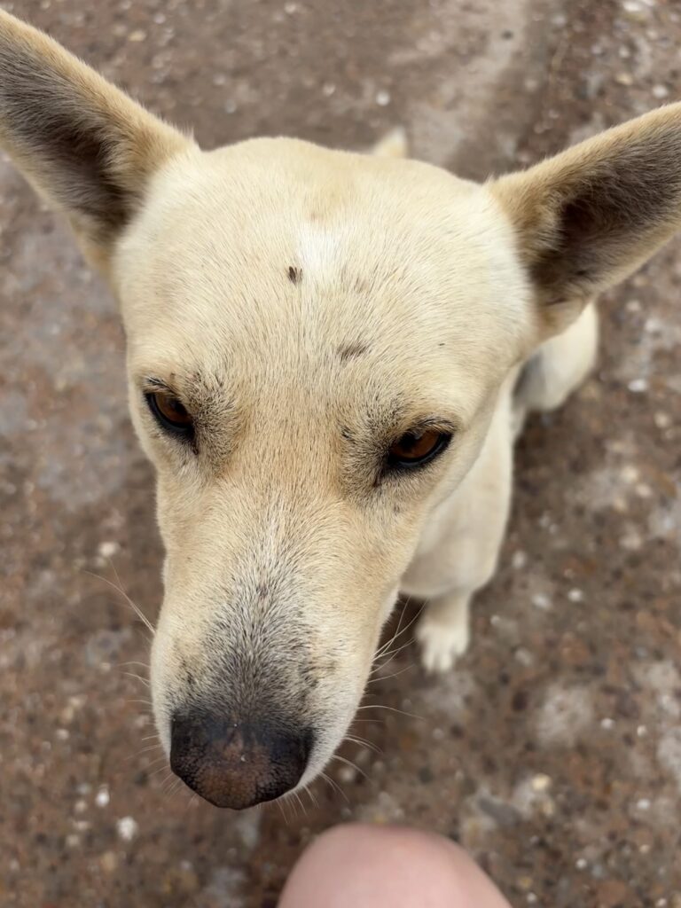 chien namibie