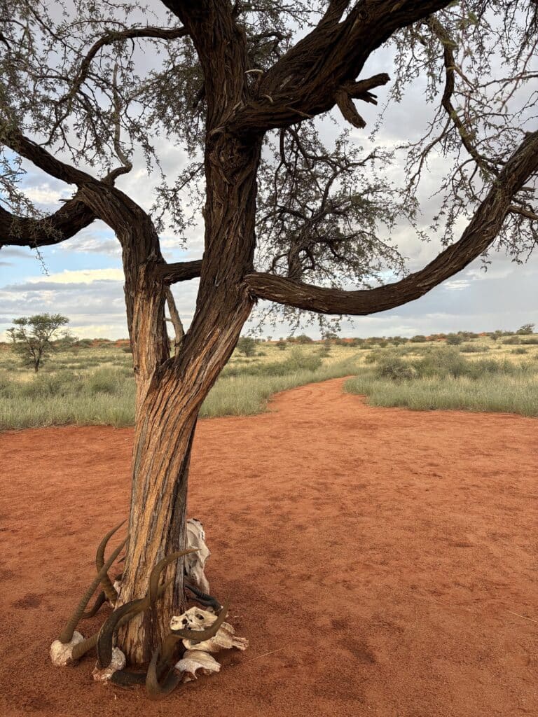 village bushmen