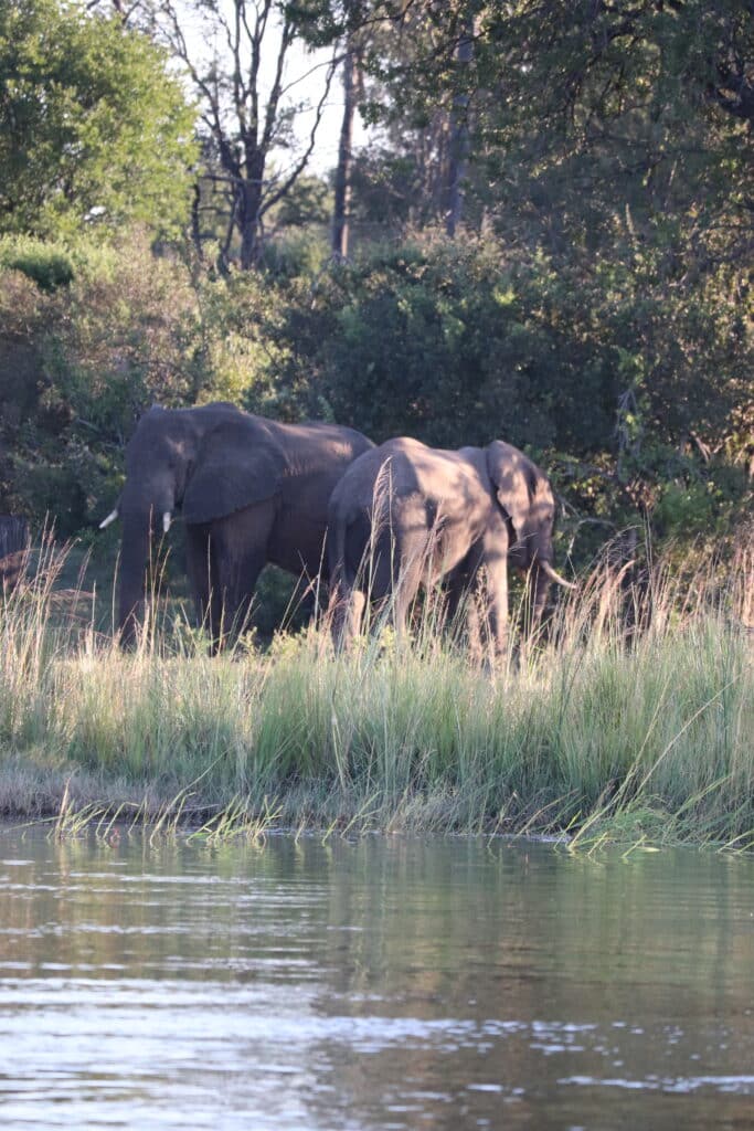 elephants croisiere zambeze