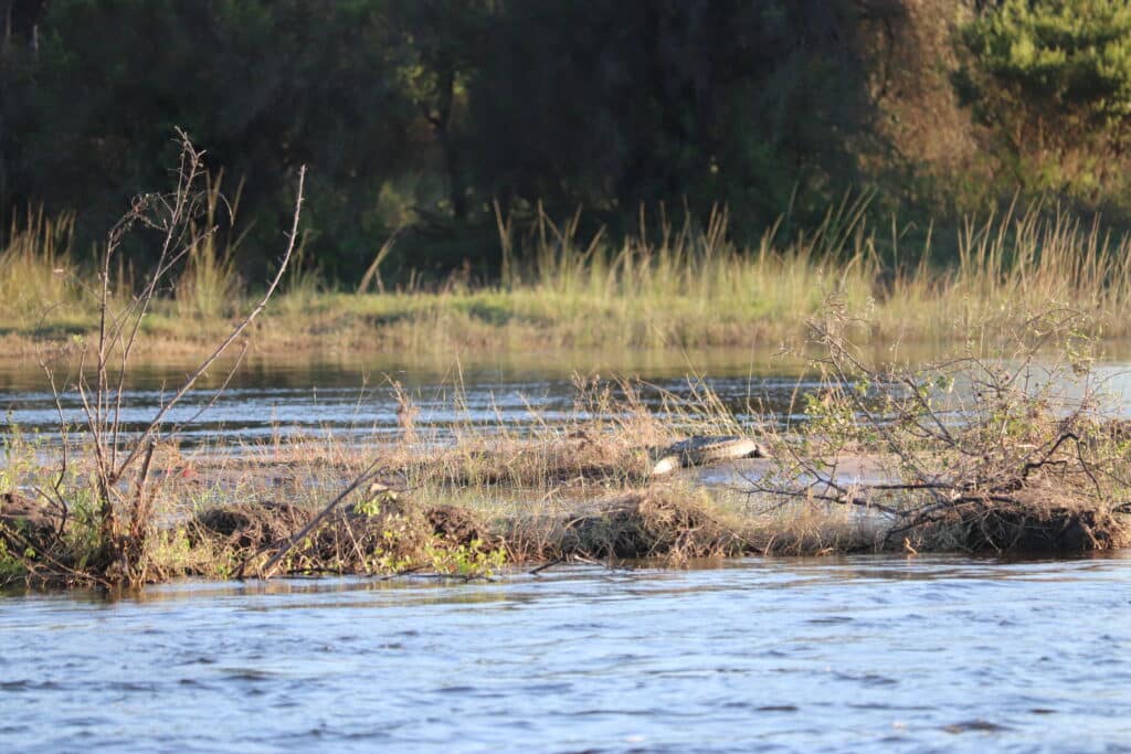 crocodile croisiere zambeze