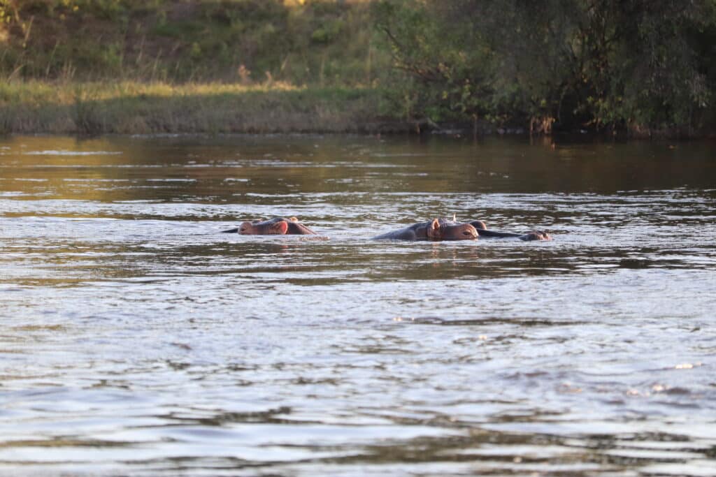 hippopotames zambeze