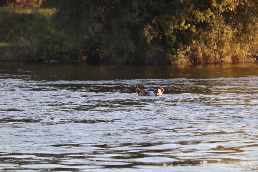 hippopotame croisiere zambeze
