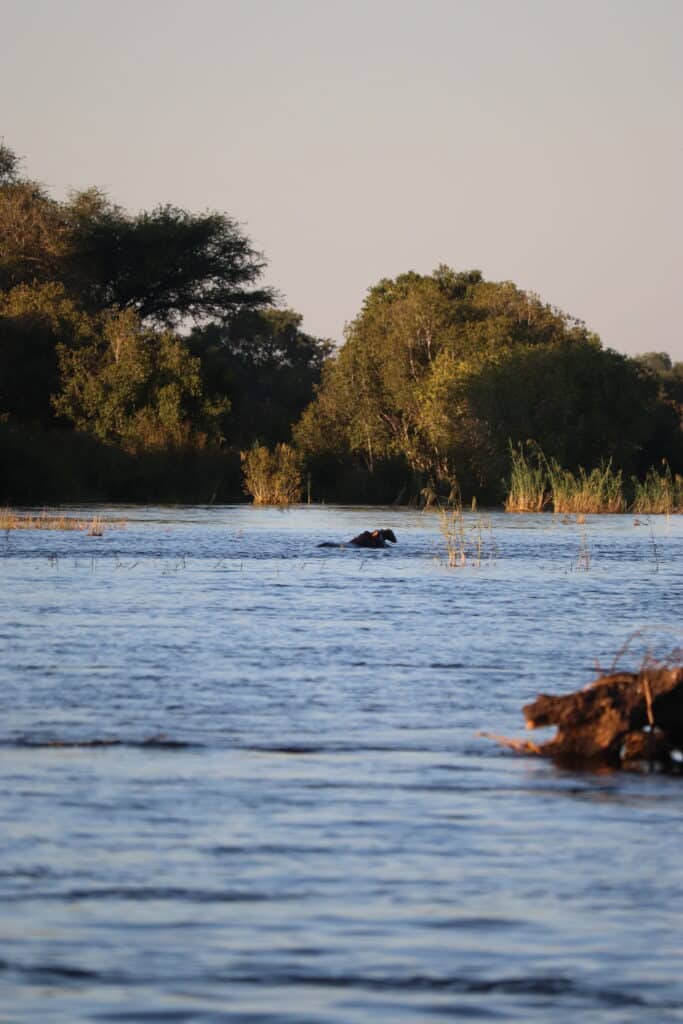 hippopotame zimbabwe