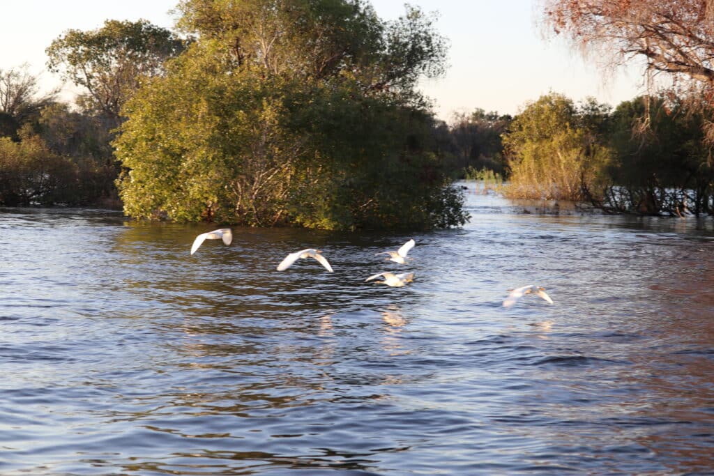 croisiere zambeze oiseaux