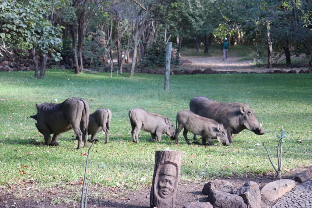 phacochères zimbabwe