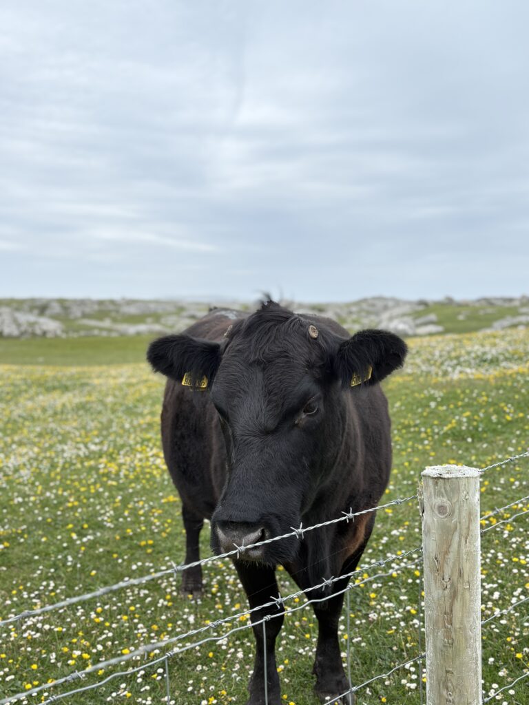 irlande dogs bay vache